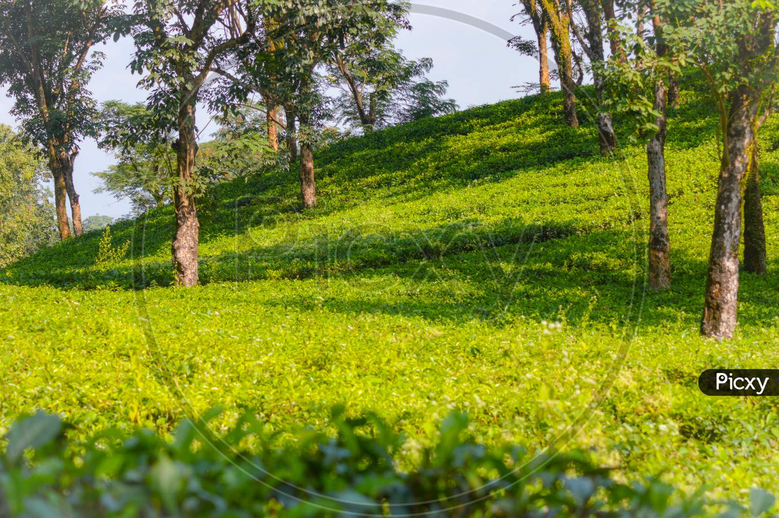 Eye catching background scenery of Indian tea garden with selective focus
