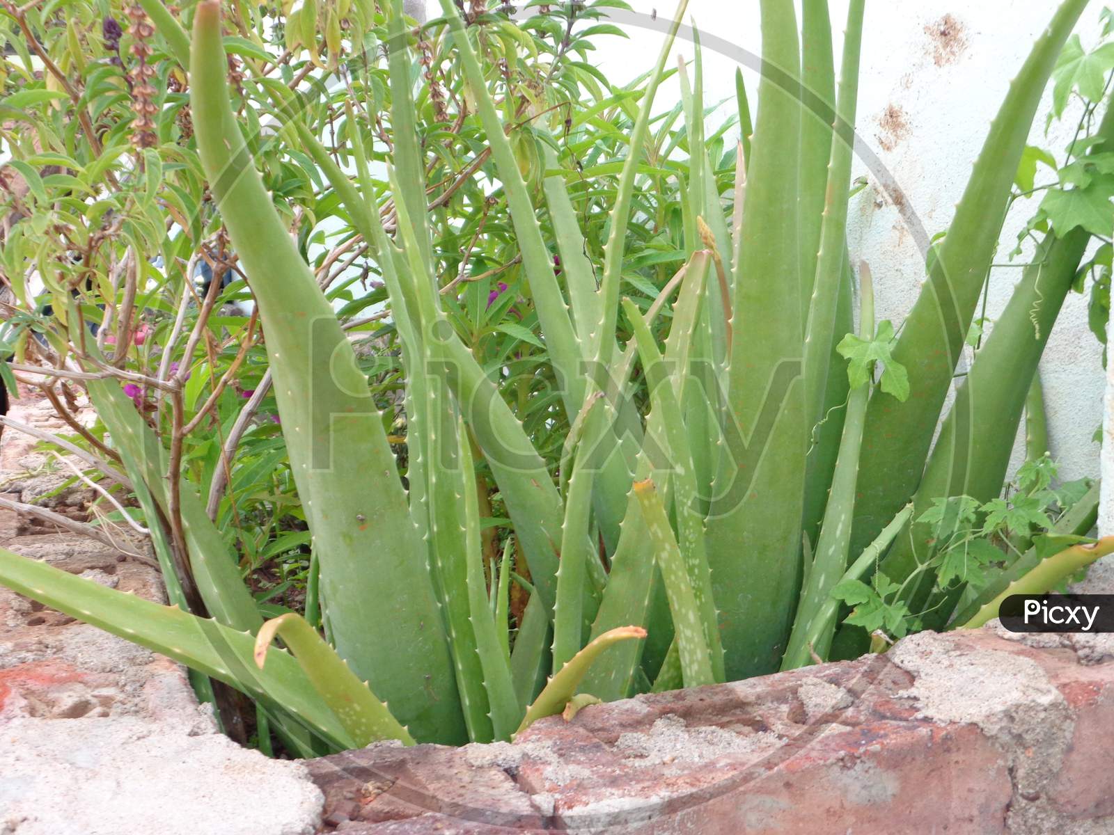 Alovera green plants in home garden