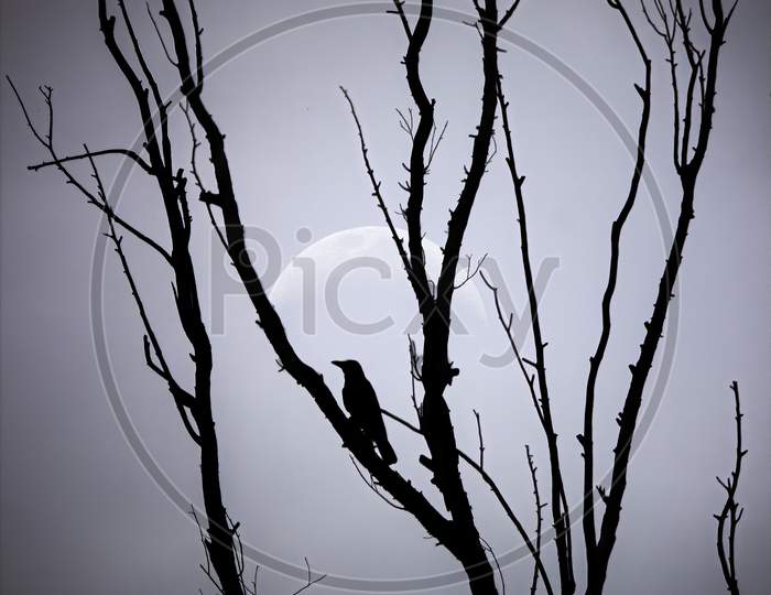 Abstract Silhouette Image Of A Bird On A Leafless Tree Against A Moon In India