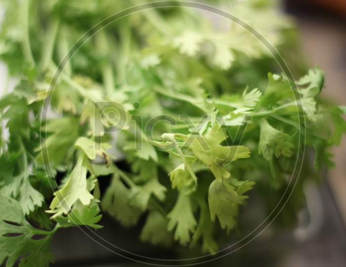close up of coriander leaves