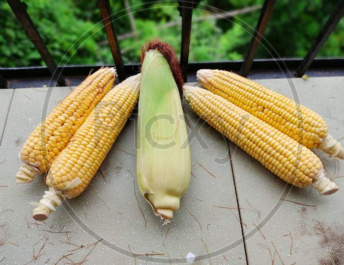 Corn I Corn on the Cob I Corn kept in style I Bhutta