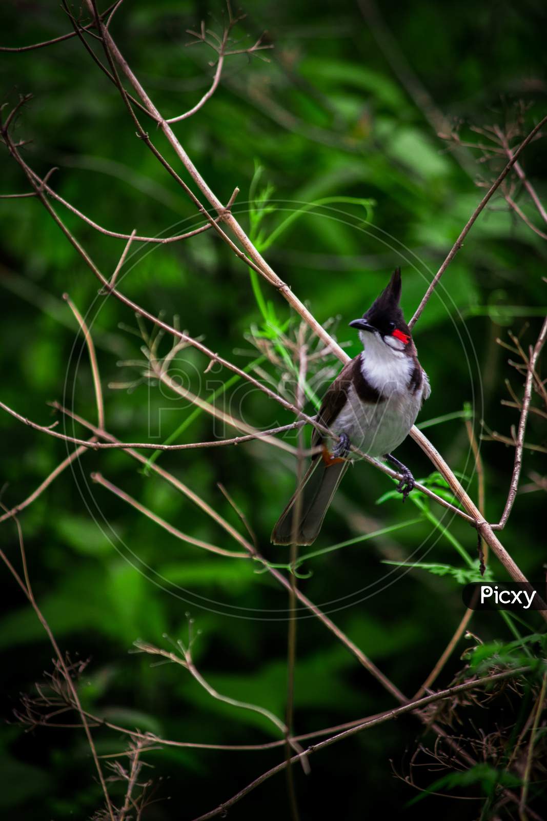 The red-whiskered bulbul,