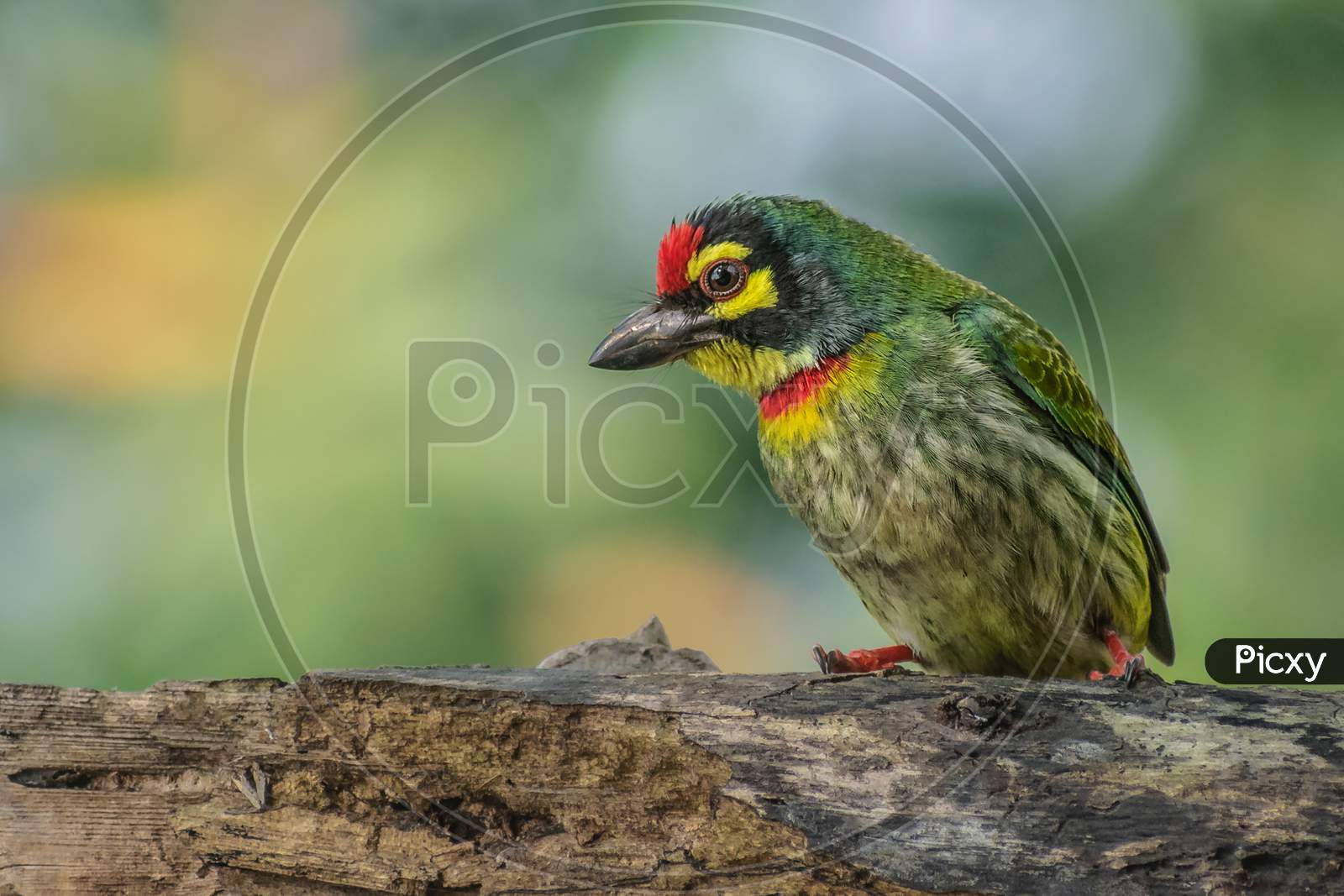 Coppersmith Barbet..
