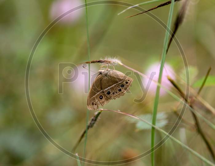 Butterfly Hanging From Grass Flower In Grass Field