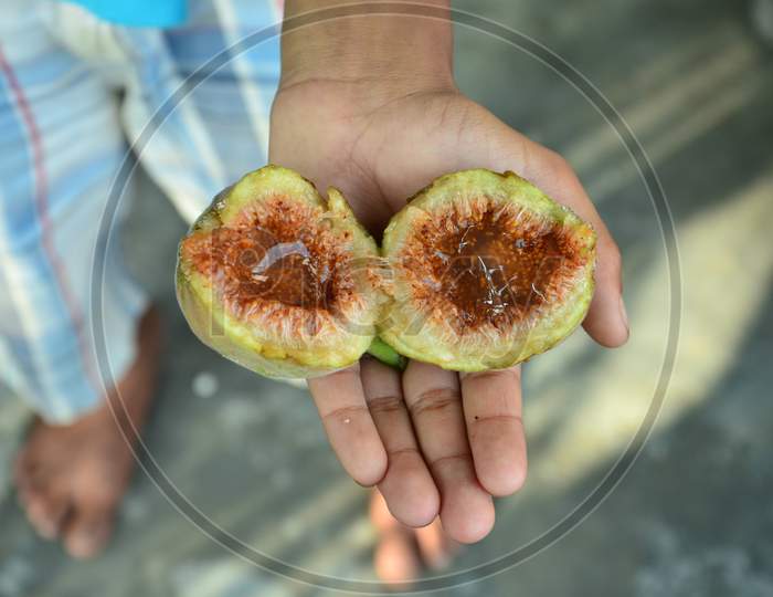 juicy fig in the hand