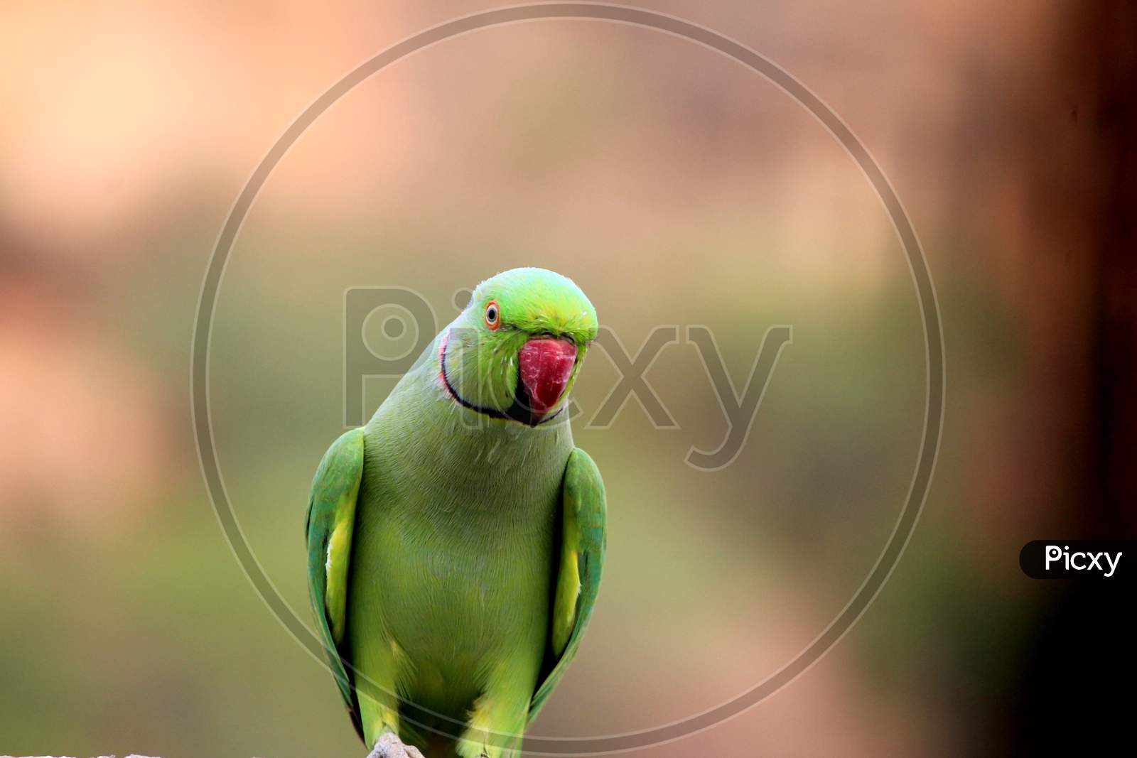 a green parrot sitting on a stone with red beek