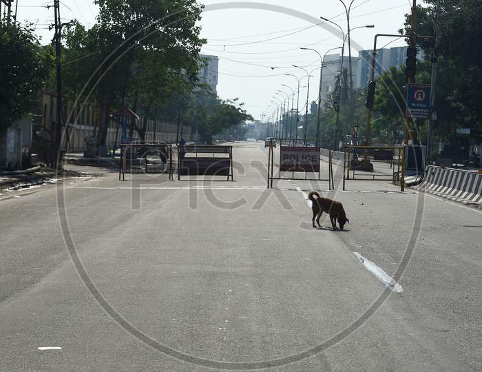 Animals roam around freely on deserted roads during the lockdown in Chennai on July 07, 2020