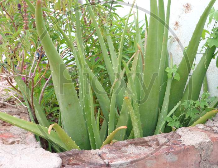 Alovera green plants in home garden