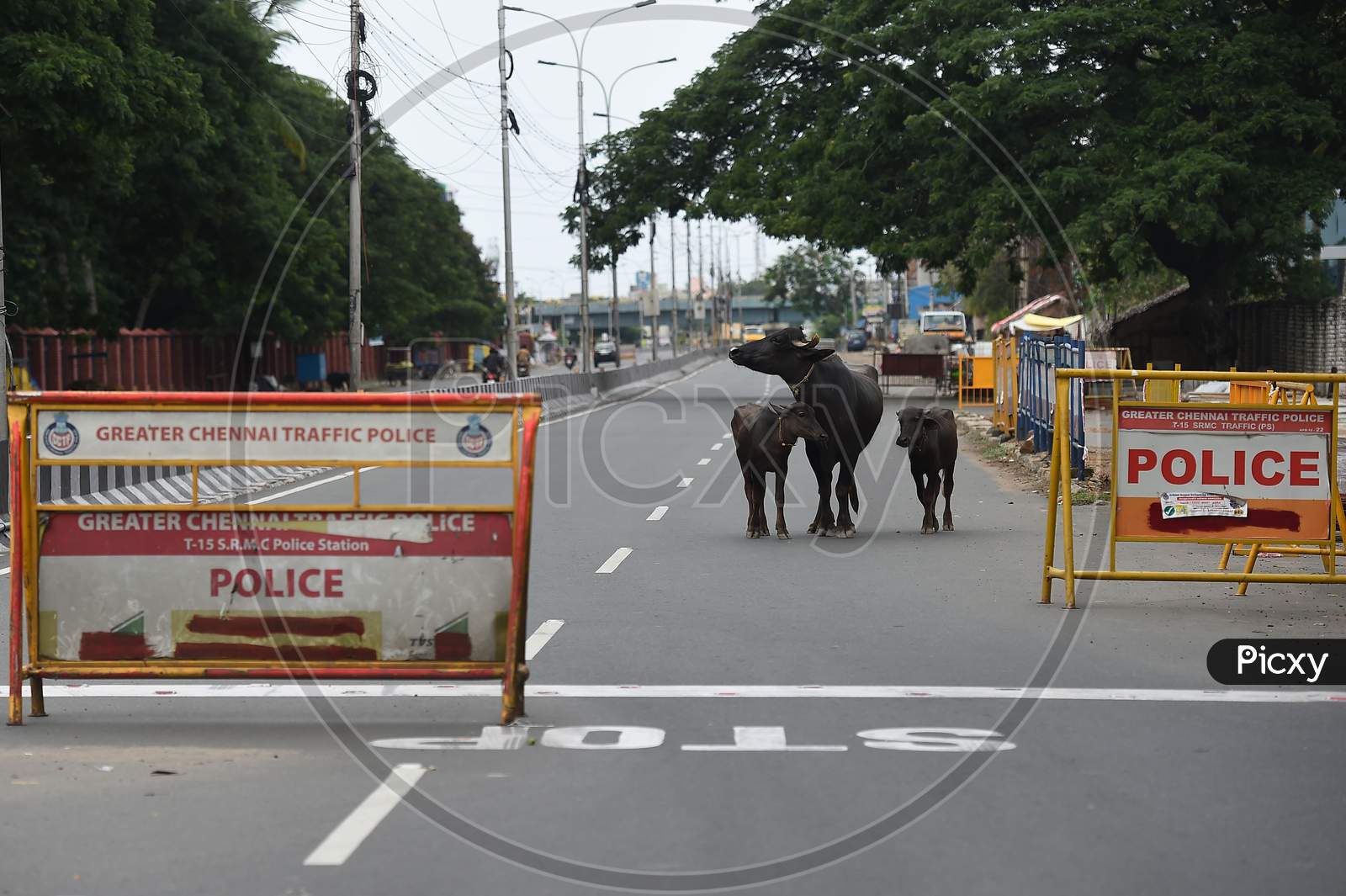 Bullocks roam on a deserted road during the lockdown in Chennai on July 07, 2020