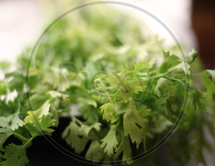 close up of coriander leaves