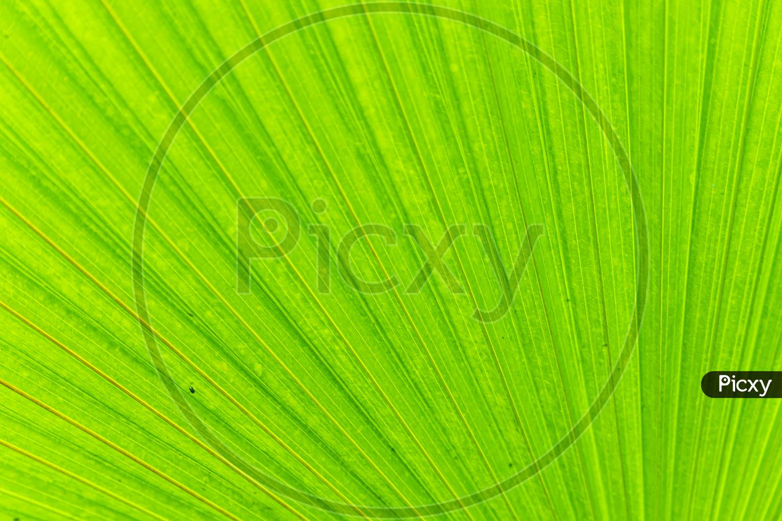Soft Focus Of The Camera On The Green Palm Leaf