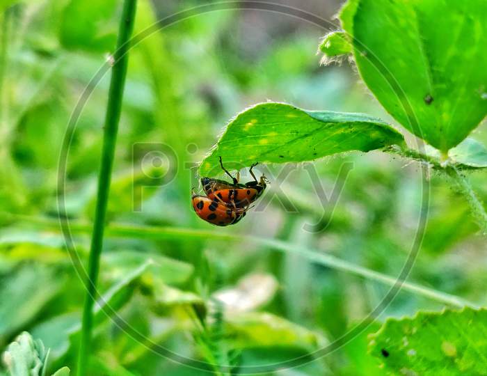 Macro capture lady bug
