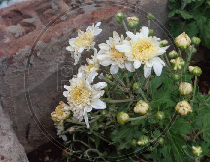 White flower in green plants