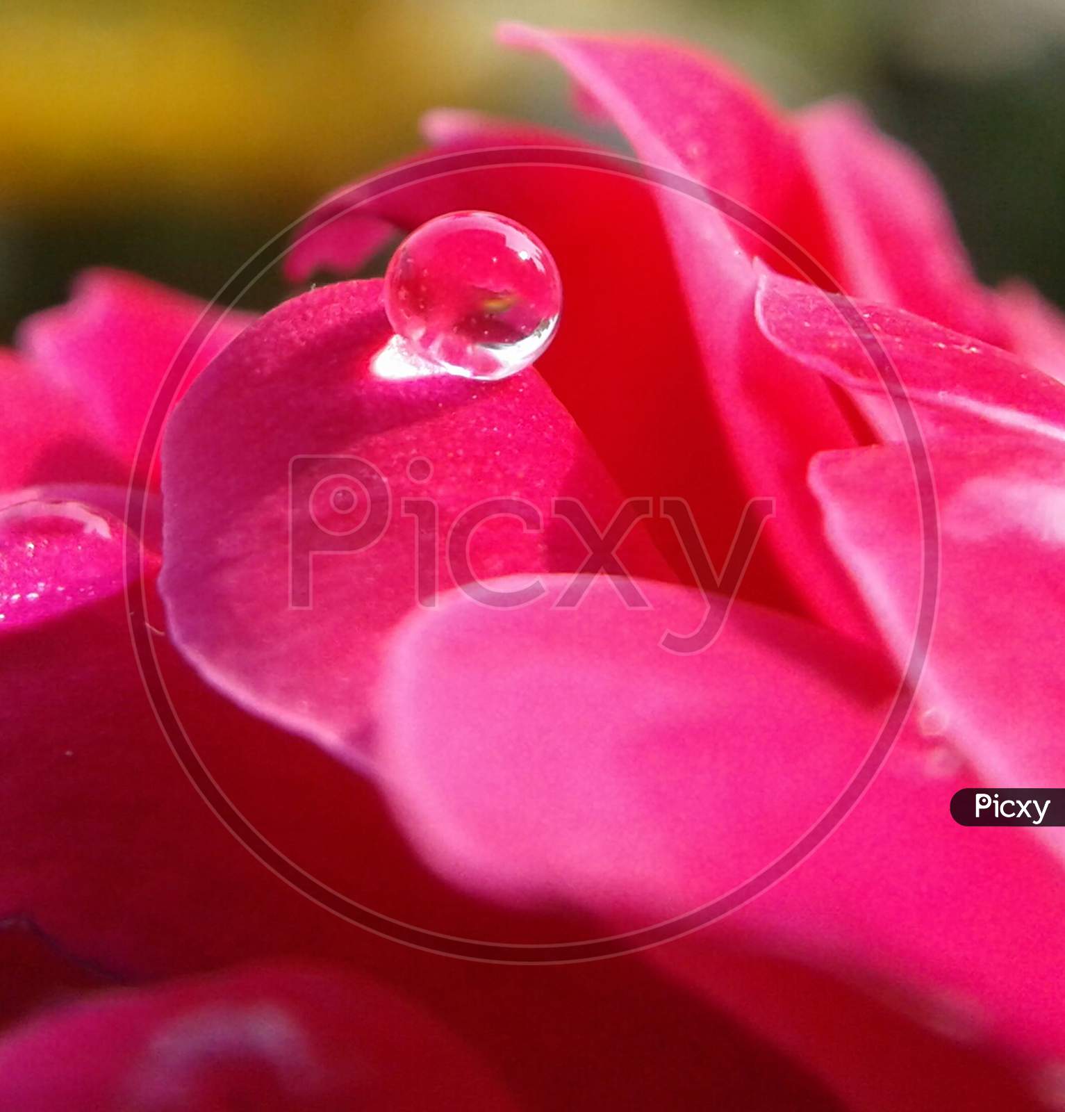 Waterdrop on Flower