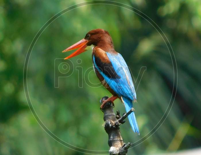Indian Kingfisher Hunting Mood.