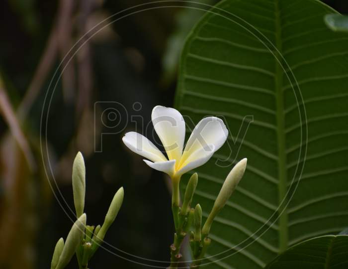 yellow white and pink flowers (Frangipani, Plumeria) on a sunny day with natural background
