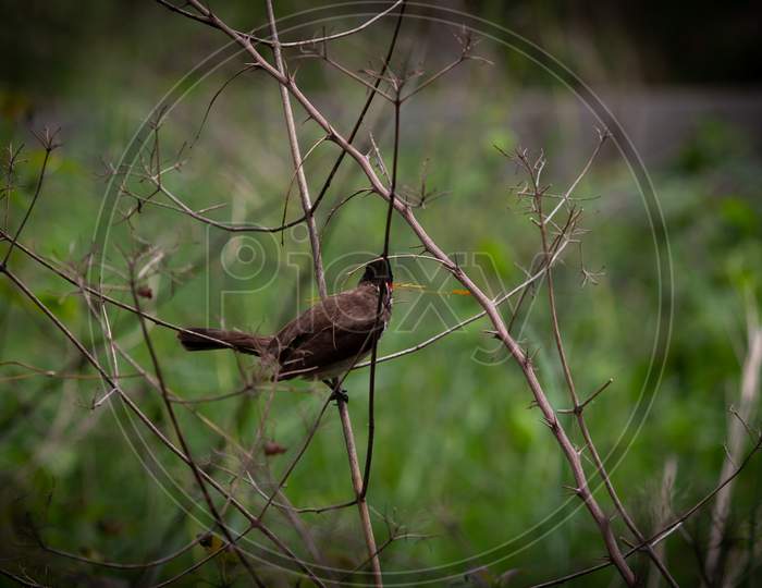 The red-whiskered bulbul