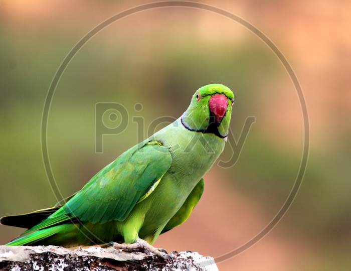 a green parrot sitting on a stone with red beek