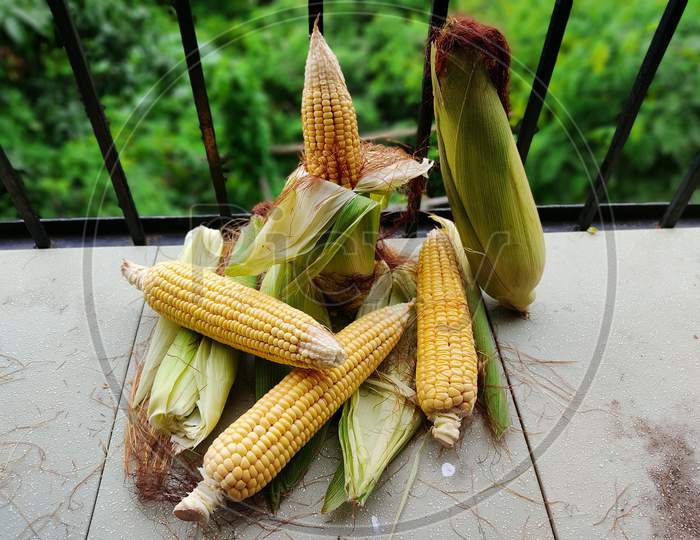 Corn I Corn with and without cover I bhutta I