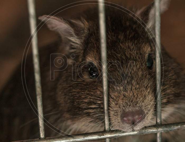 Small Fluffy Brown Rat Pet In Cage