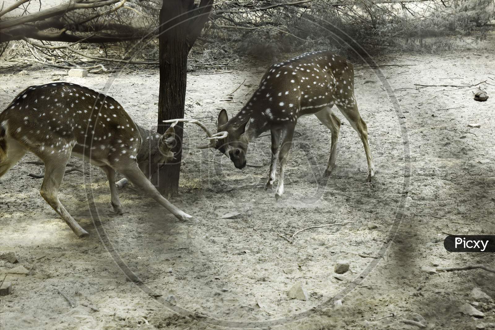 Two Deers Fight Head To Head In A Forest