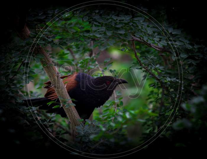 greater coucal