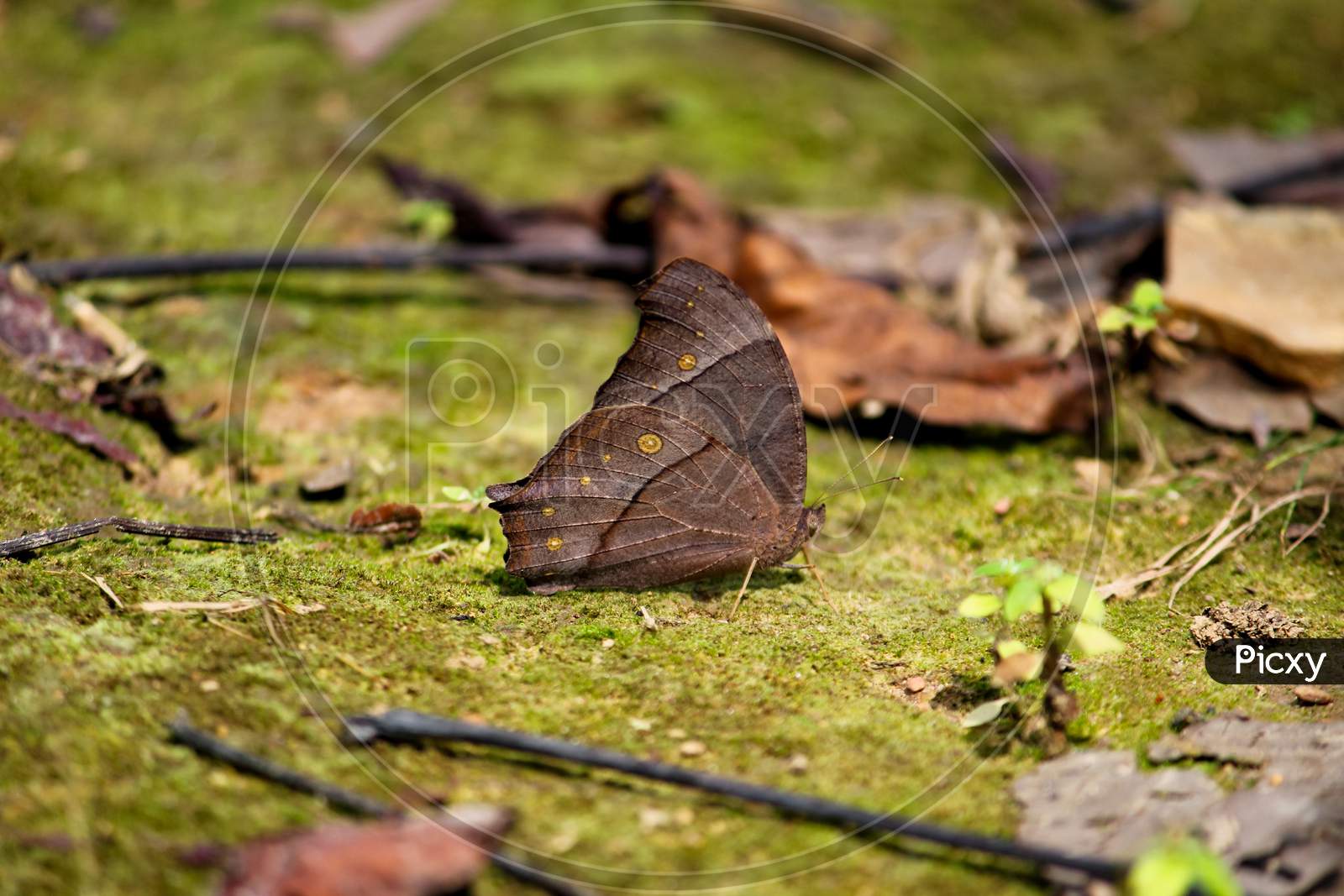 Brown Butterfly On Forest Floor With Moss