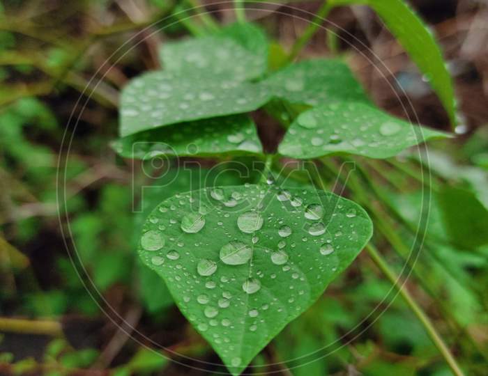 Beautiful water drop in leafs