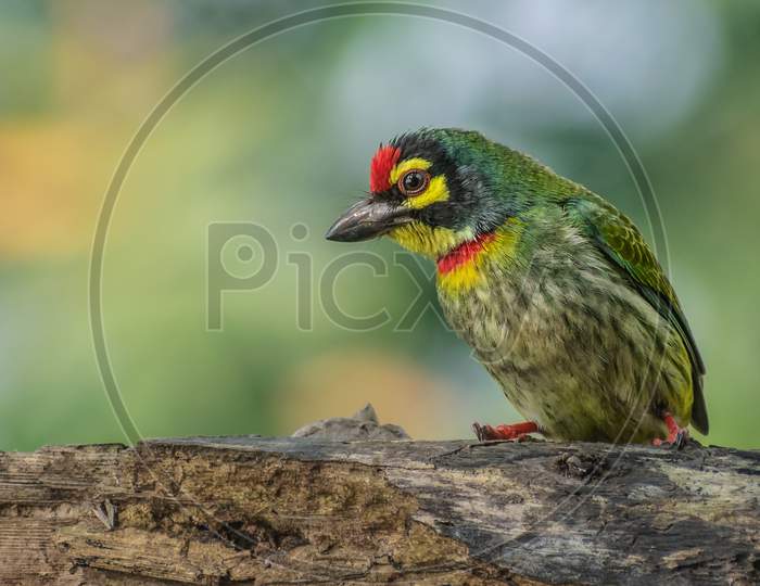 Coppersmith Barbet..