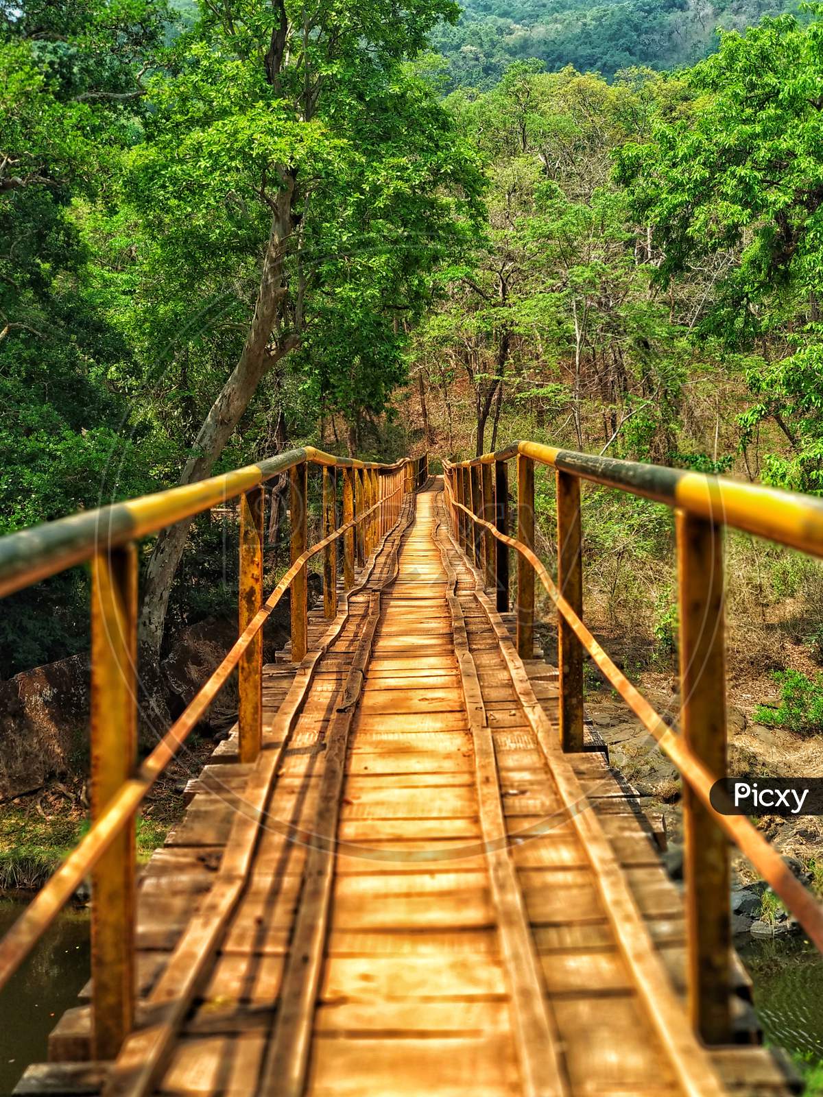 A Narrow Wooden Base Bridge In A Forest Area With Beautiful Large Trees In Western Ghats.