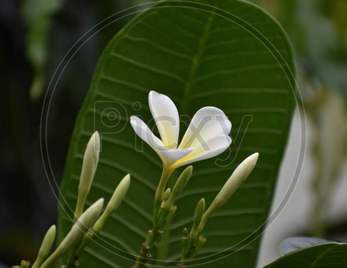 yellow white and pink flowers (Frangipani, Plumeria) on a sunny day with natural background