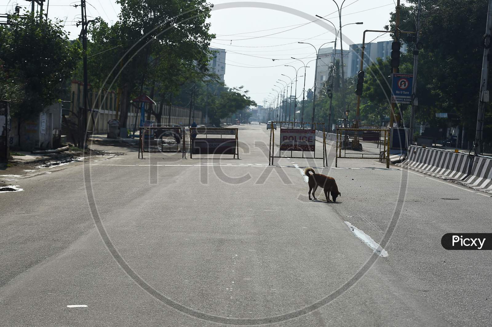 Animals roam around freely on deserted roads during the lockdown in Chennai on July 07, 2020