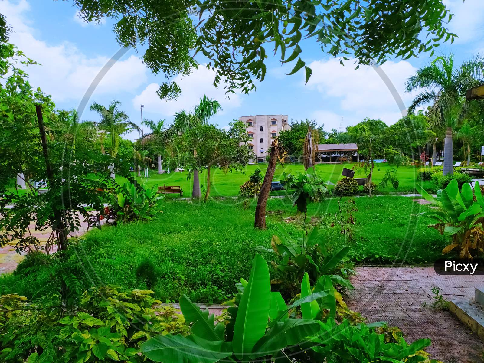 The garden is surrounded by palm trees and other trees and there is greenery in the garden during the rainy season.