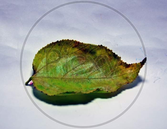 fallen leaf image