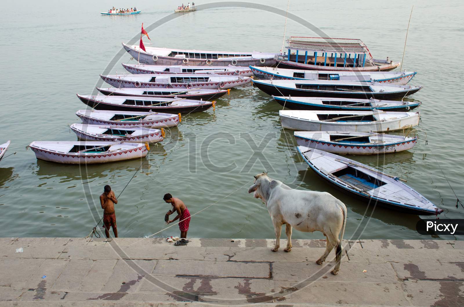 bull and boats pattern at varanasi