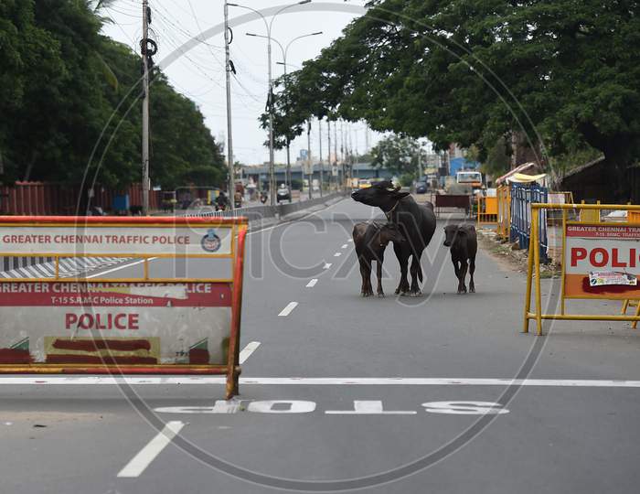 Bullocks roam on a deserted road during the lockdown in Chennai on July 07, 2020