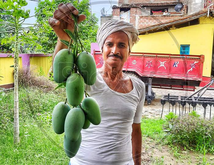 A farmer holding bunch of Mangoes after plucking from tree