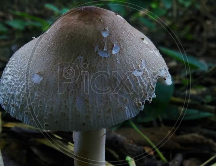 Mushroom Terrestrial Plant Vegitable Uttar Pradesh India