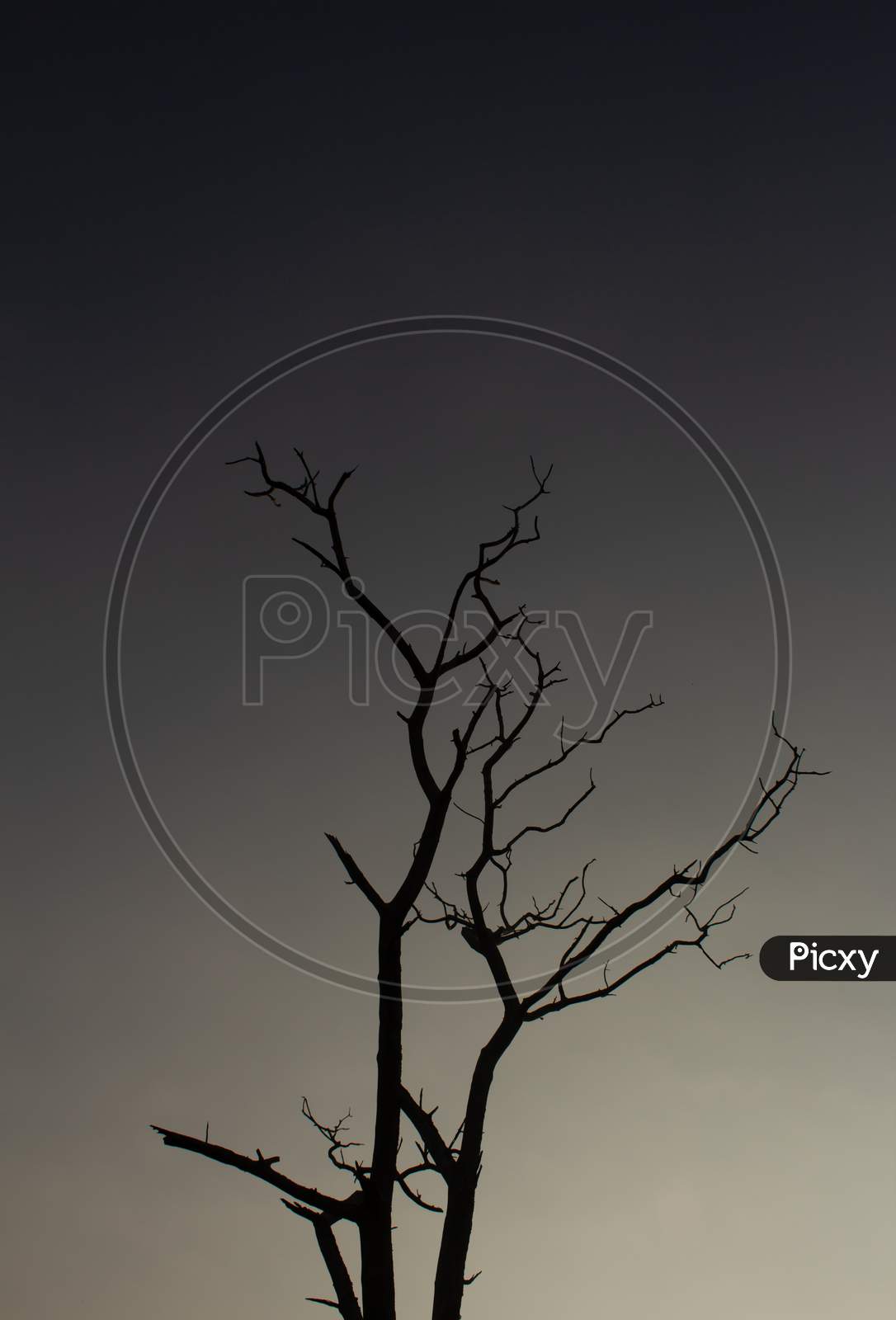 Tree With No Leaves Against Sky Background In Masinagudi, Mudumalai National Park, Tamil Nadu - Karnataka State Border, India. Tree Silhouette Against Sky Background.