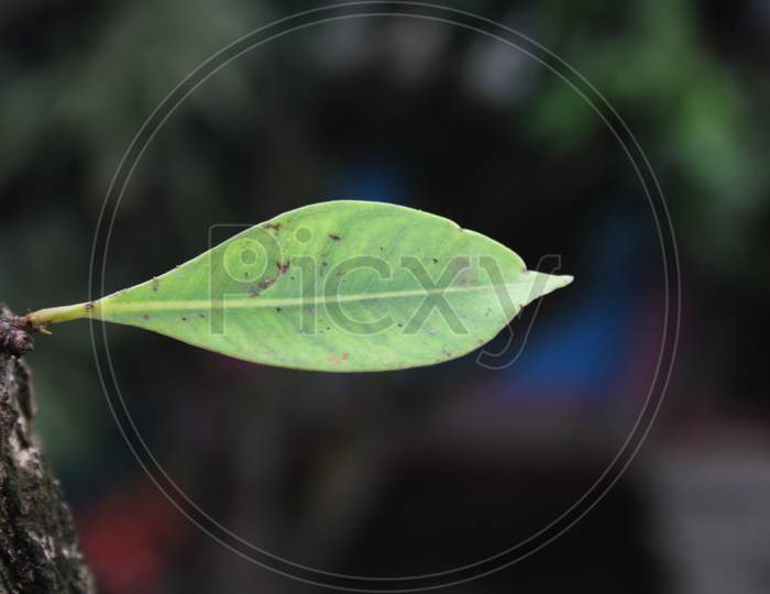 Single tree leaf with tree
