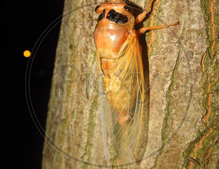 cicada，蟬