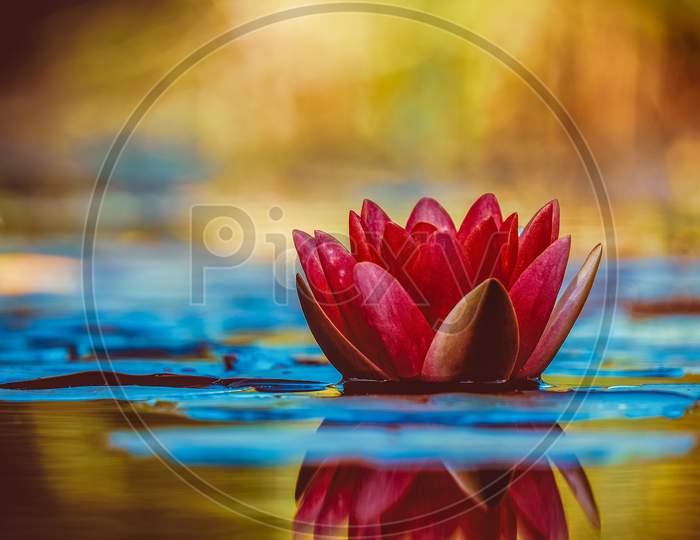 Red lotus flower