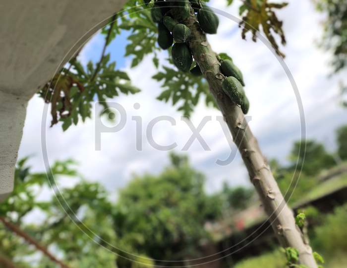 Papaya plant