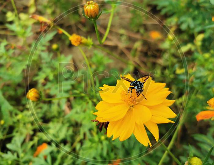 flower,bee