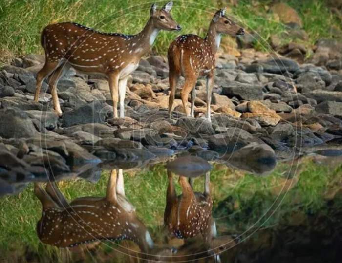 Dual reflection of deer