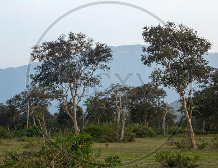 View Of The Trees In The Forest Area Along Masinagudi, Mudumalai National Park, Tamil Nadu - Karnataka State Border, India.
