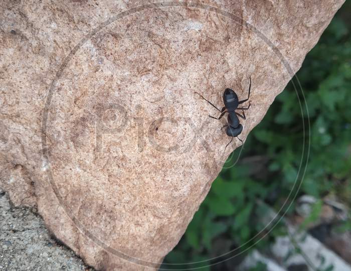 Close Up View Of Black Insect In Countryside Area