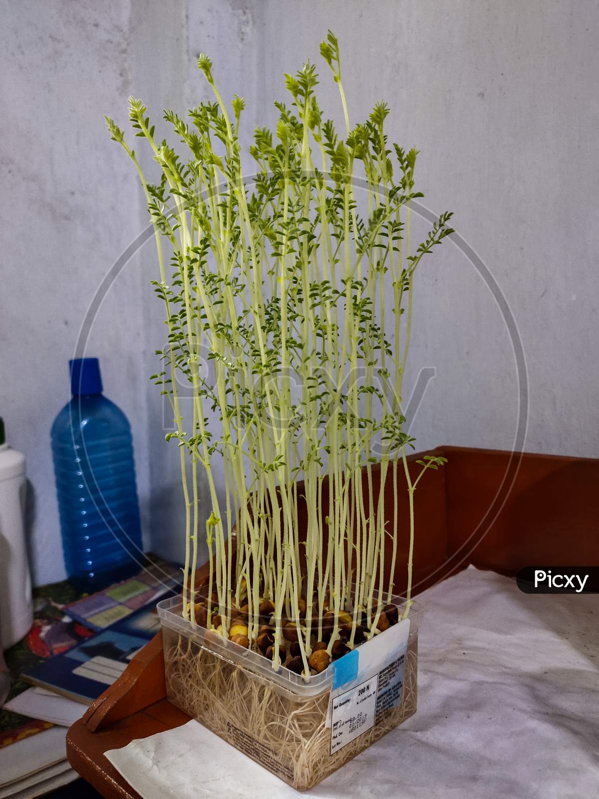 Chickpea Plants Growing On A Transparent Plastic Box By Hydroponic System In The Room. Plants Grown Only In Water, Without Soil And Minimal Sunlight