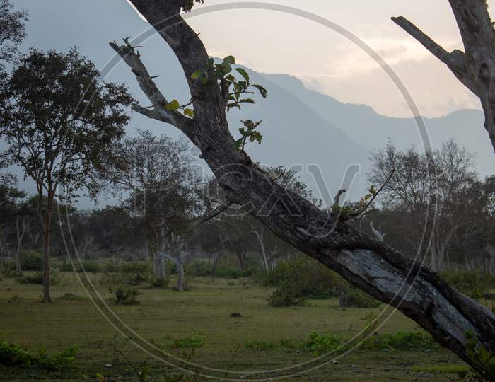 Beautiful View Of The Trees And Landscape Along Masinagudi, Mudumalai National Park, Tamil Nadu - Karnataka State Border, India.