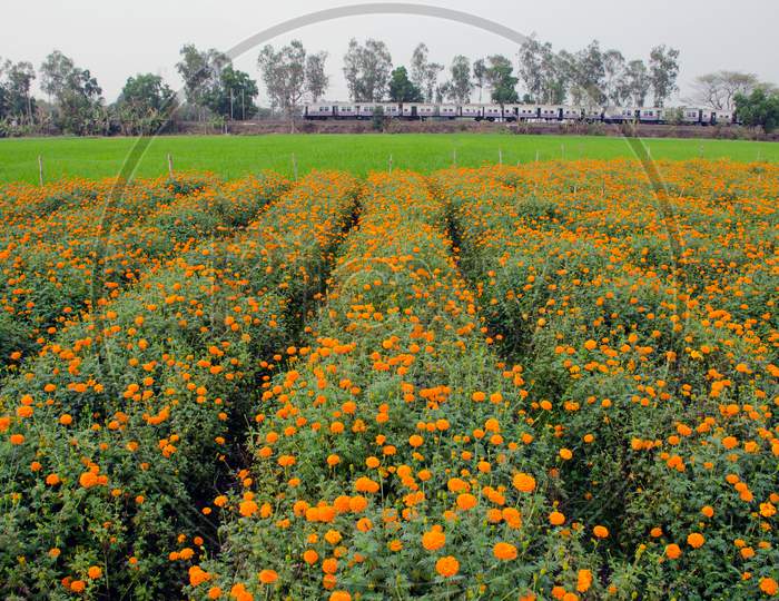 marigold flower farming at rural bengal